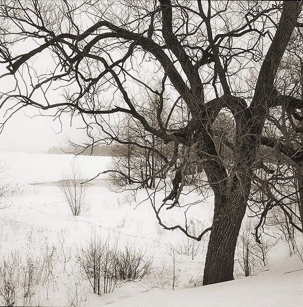 Lakeside tree