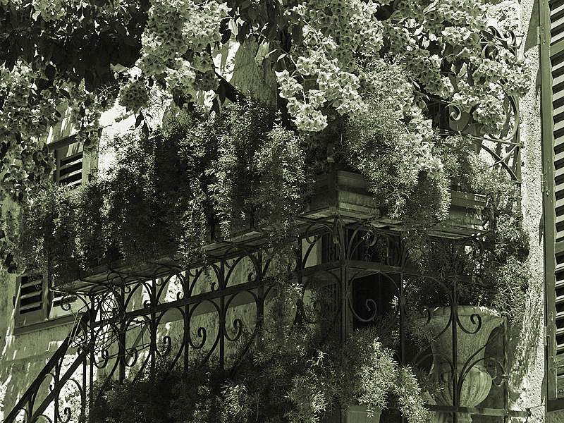 Staircase with bougainvillea