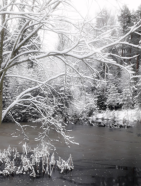 Pond in winter