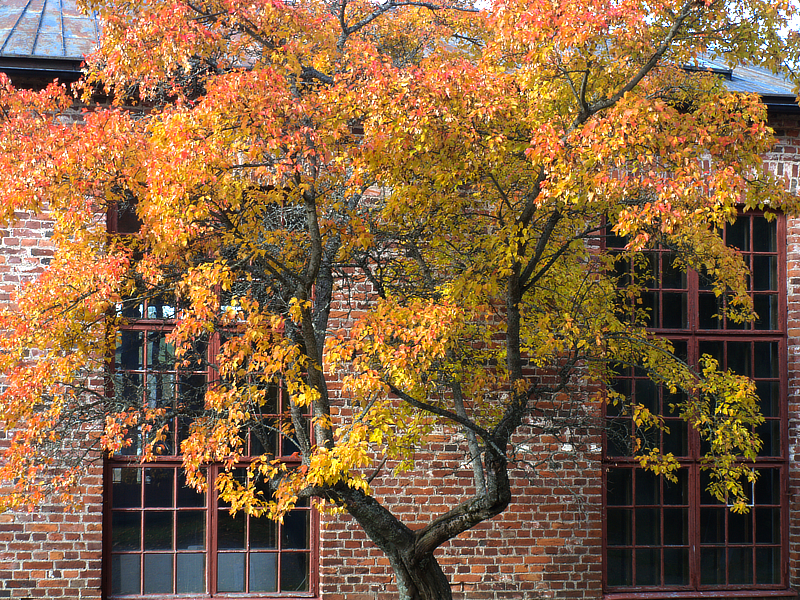 Tree in autumn