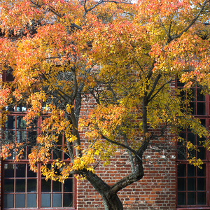 Tree in autumn